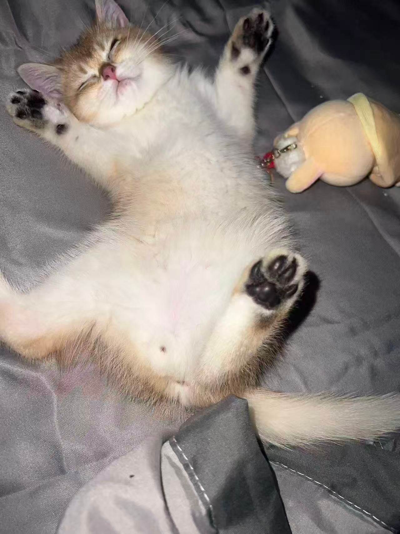 caaaaat